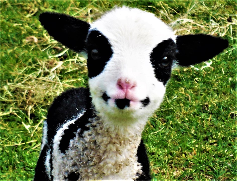 Feed the friendly sheep