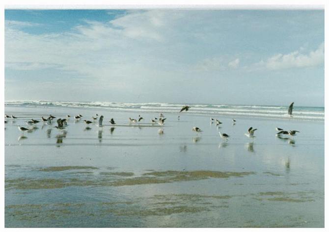 .. check out all the birds