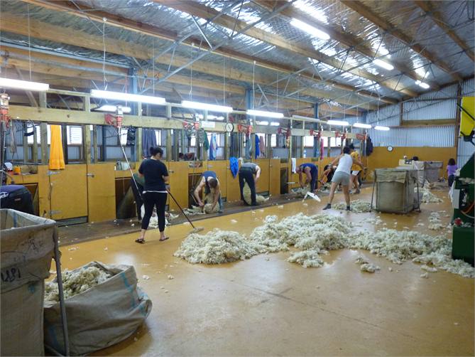 Shearing at Otapawa
