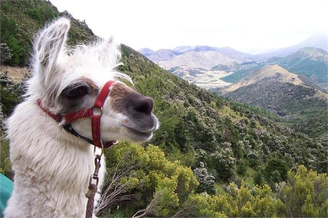 Kaikoura Llama Trekking