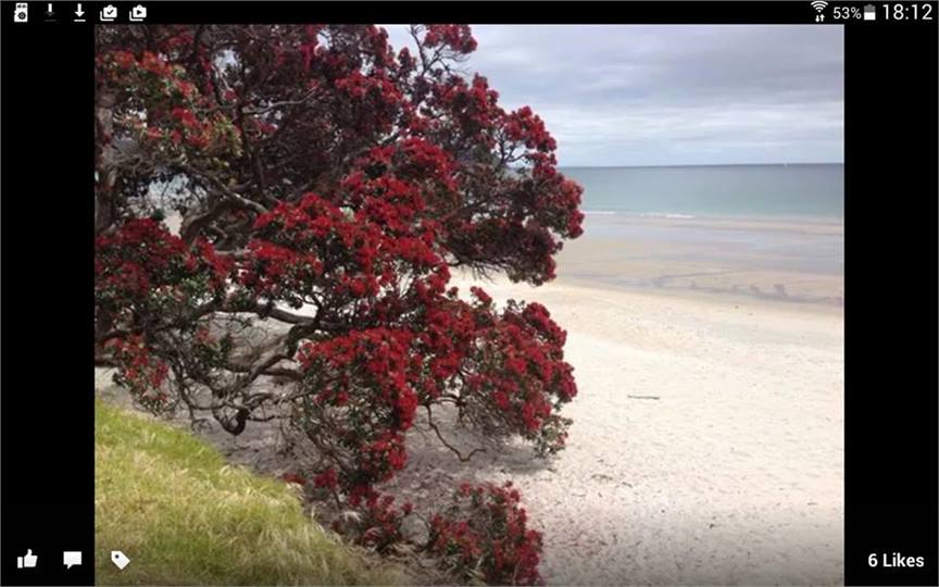Pohotukawa, native flowering tree