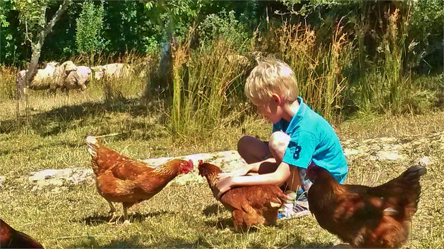 Handfeedable sheep+tame chickens