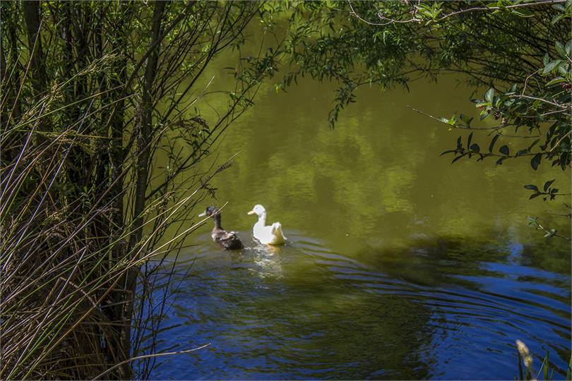 We have a handful of tame ducks and geese.