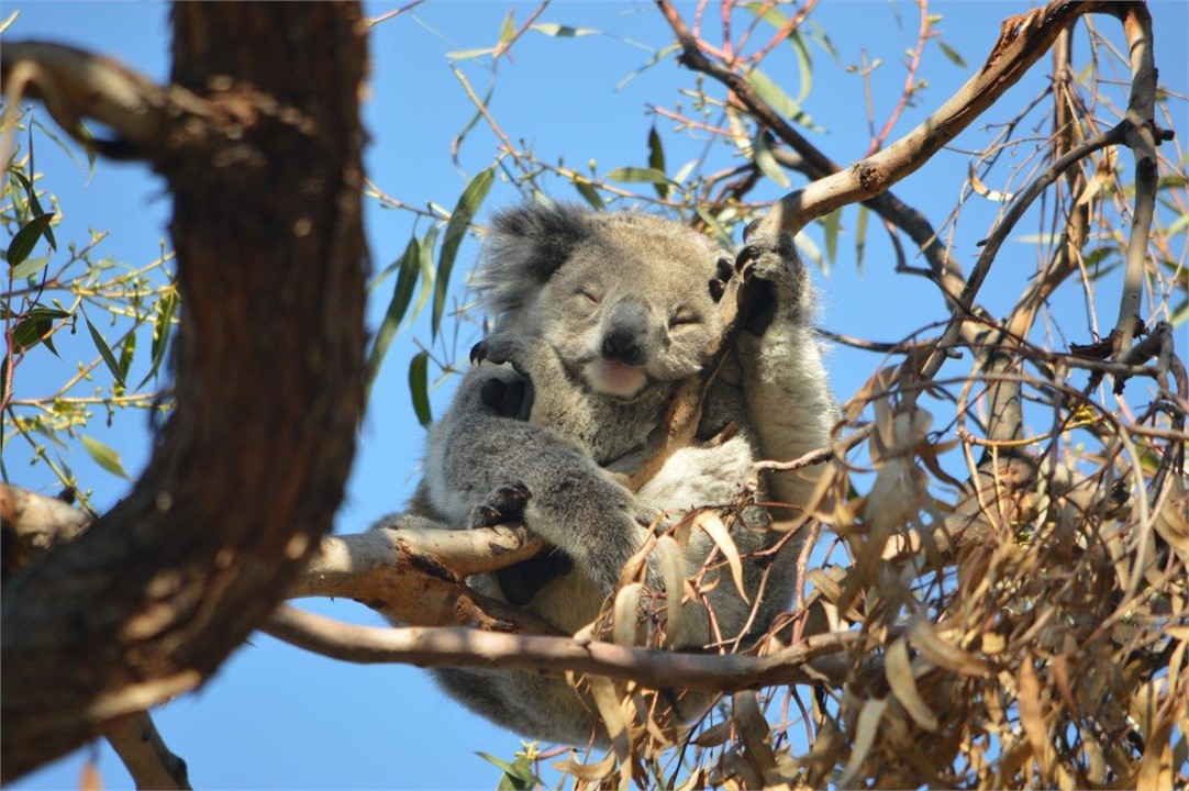 Raymond Island Koala