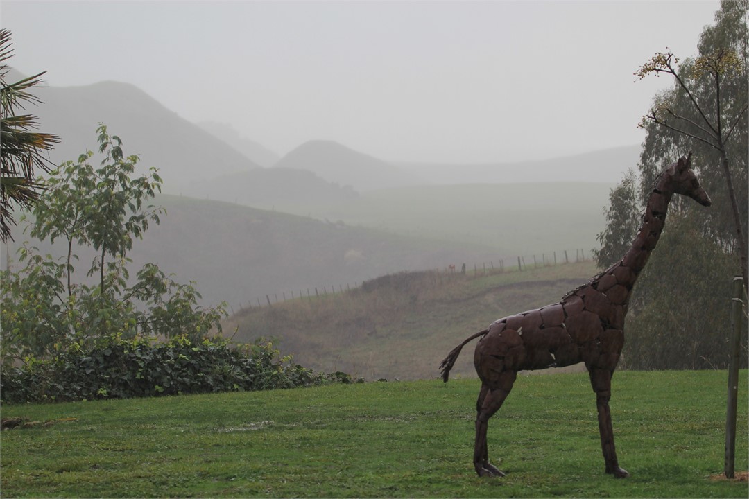 One of our giraffes silhouetted against the Waipuk