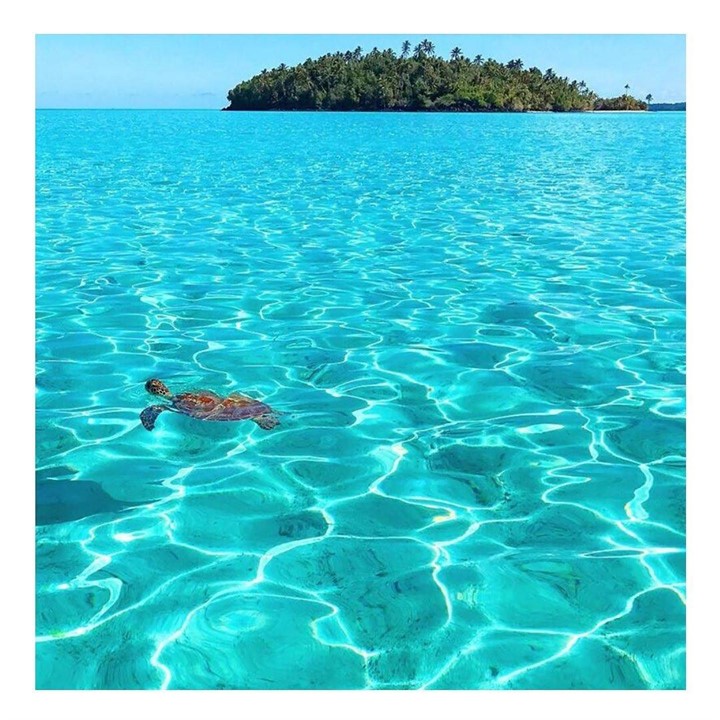 turtles are a common sight in the lagoon