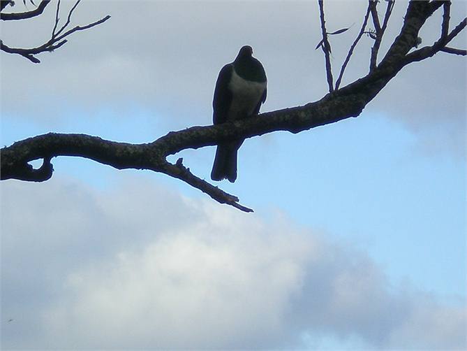 Kereru resting on a branch outside house