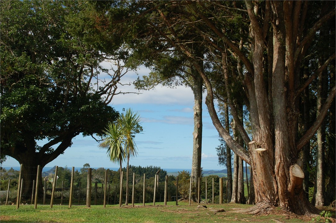 View from the Cottage towards the ocean