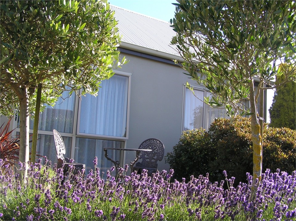 Lavender under the olives