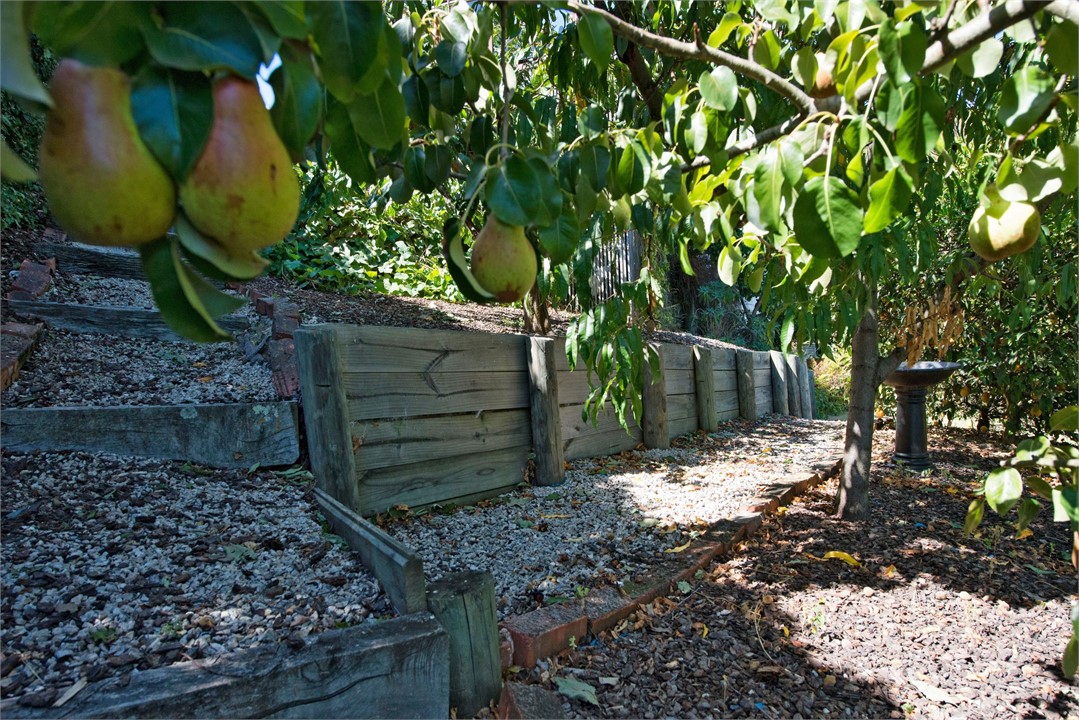 Many fruit trees in our garden