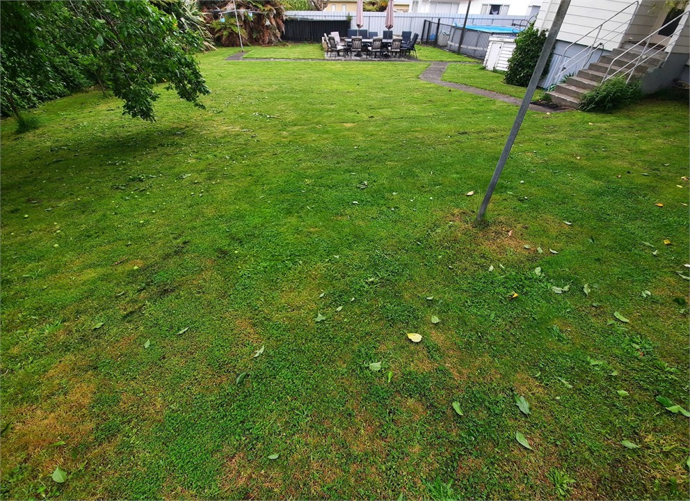 Huge backyard with orchard, BBQ, outdoor entertain
