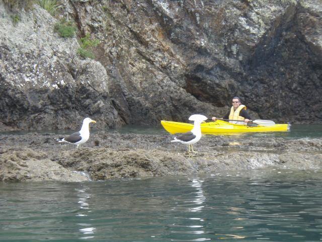 Kayak close to wildlife.