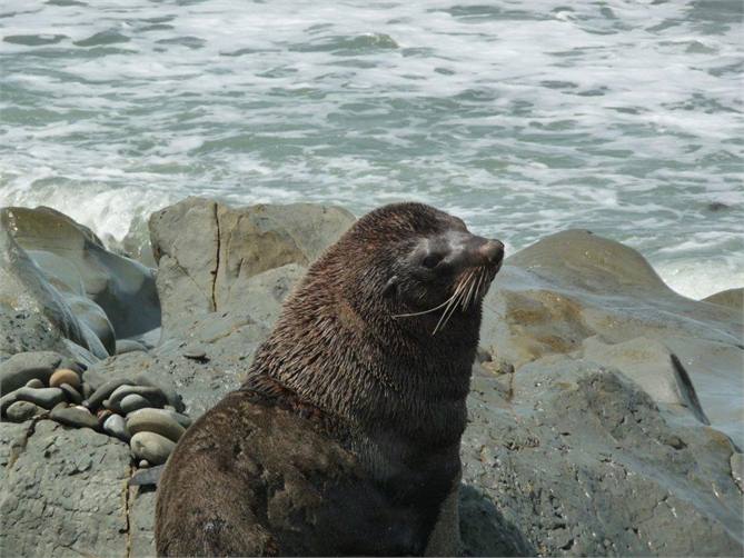 Look for seals!