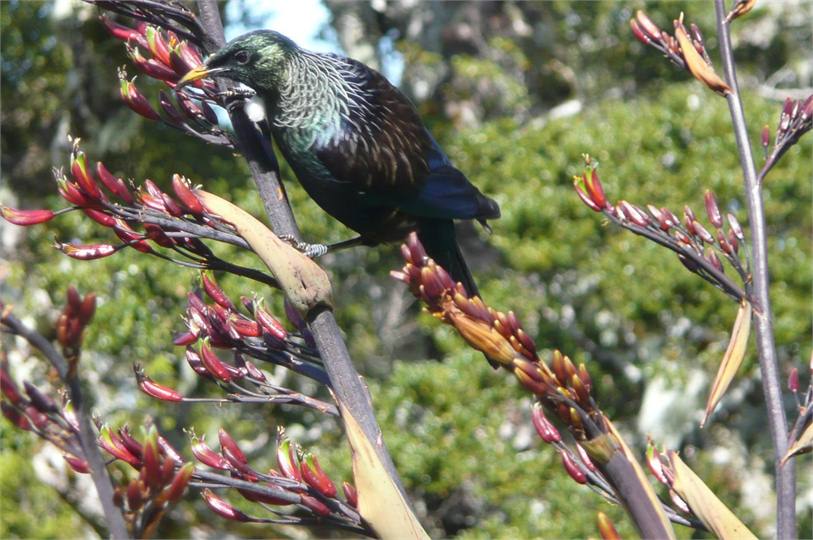 Resident tui in garden