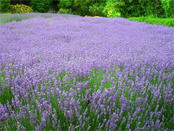 Lavender farm