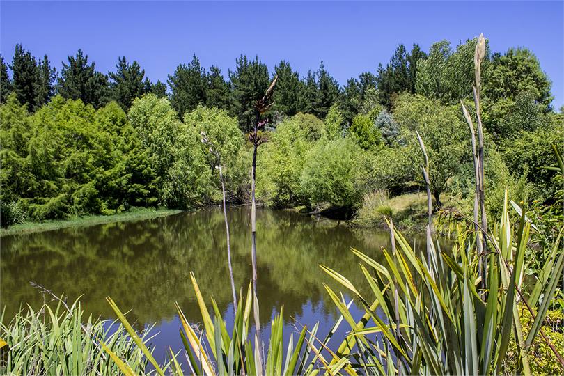 A well planted dam, the cottage is left of shot.