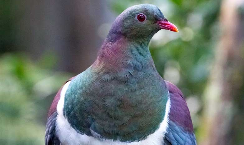 Kereru