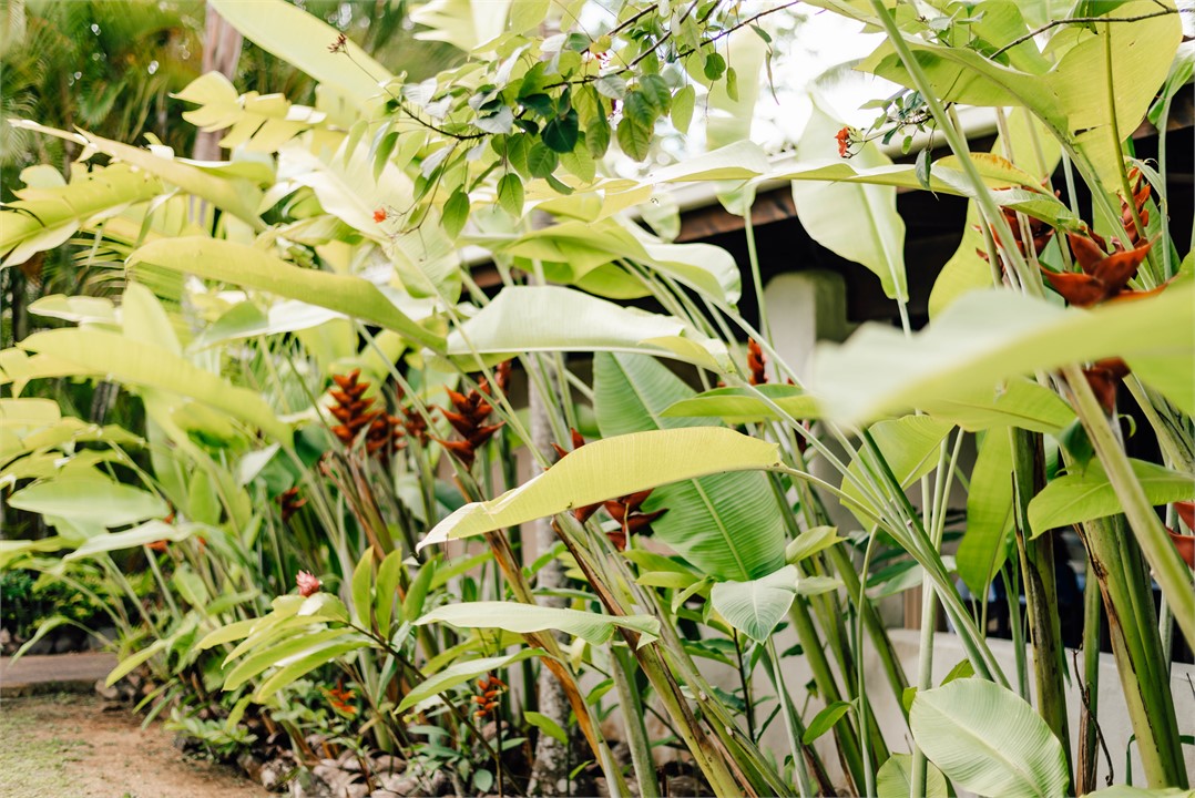 Tropical plants screen the terrace for privacy