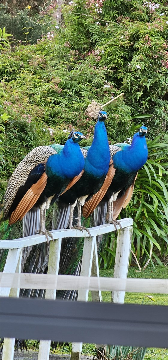 Peacocks in the back yard