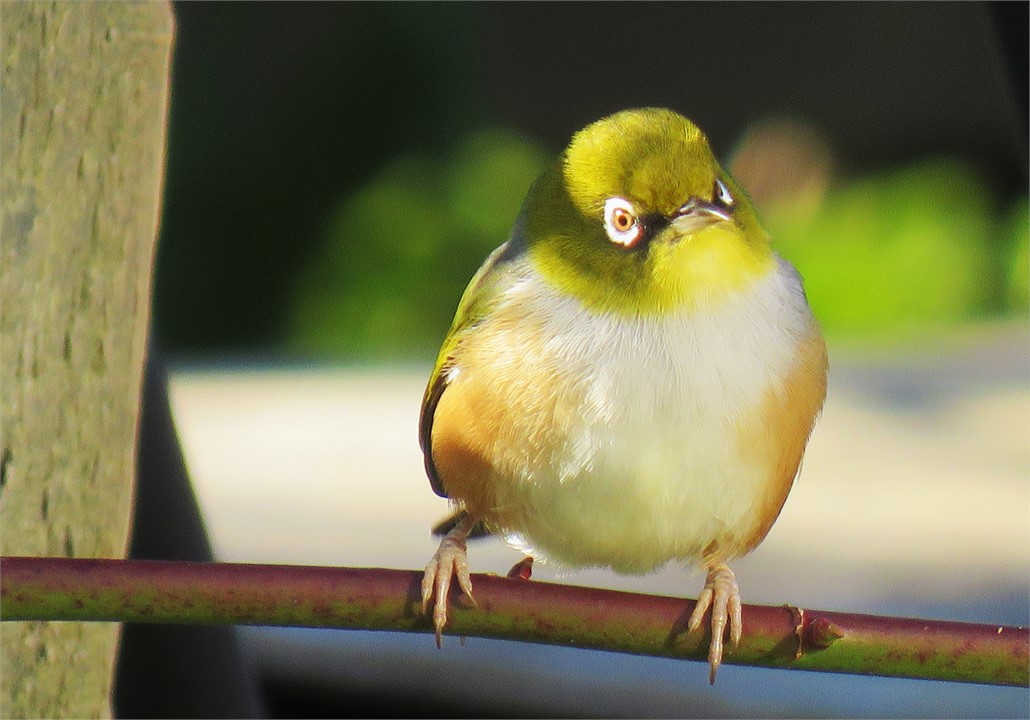 Silvereye
