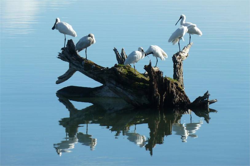 Spoonbills on the Estuary