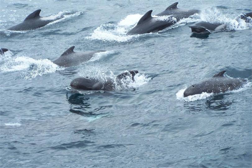 Pod of Pilot Whales