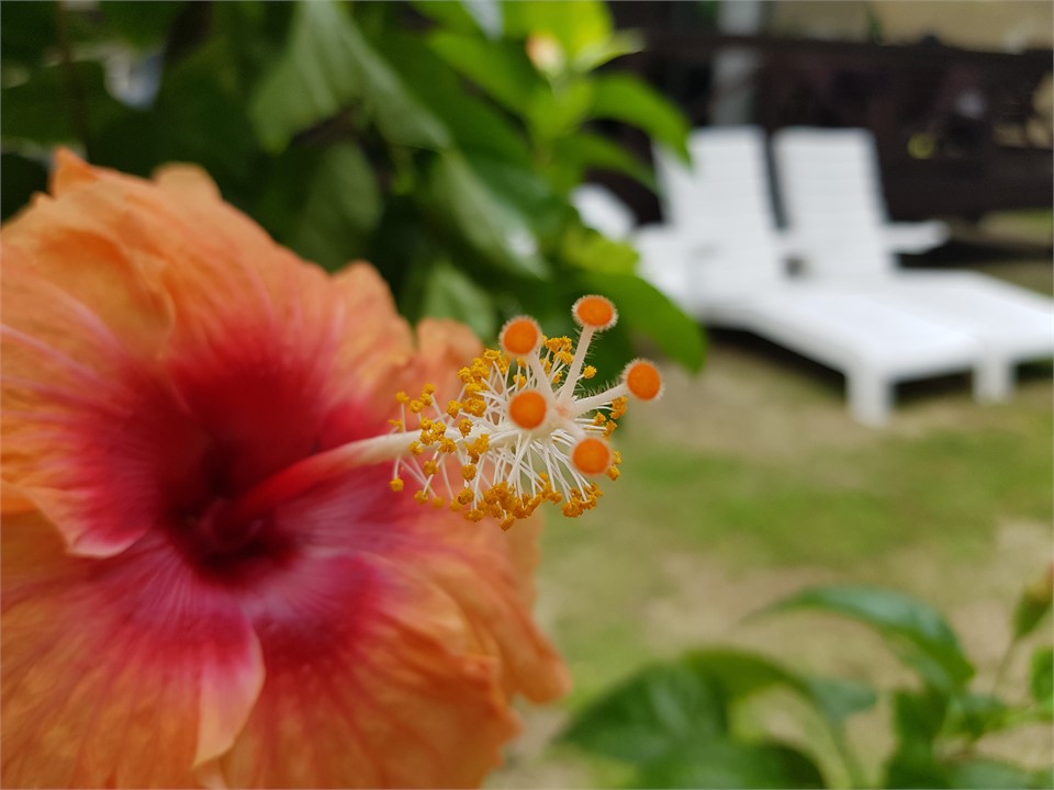 Kaute - Hibiscus