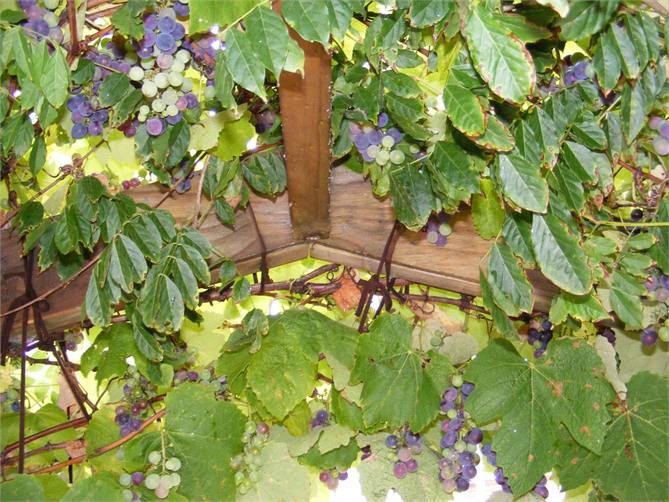 Grapes at the entrance