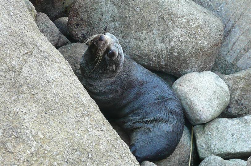 Example of local wildlife