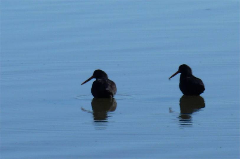 Oyster catchers feeding