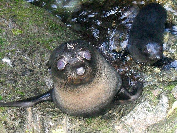 Baby seal Ohau stream