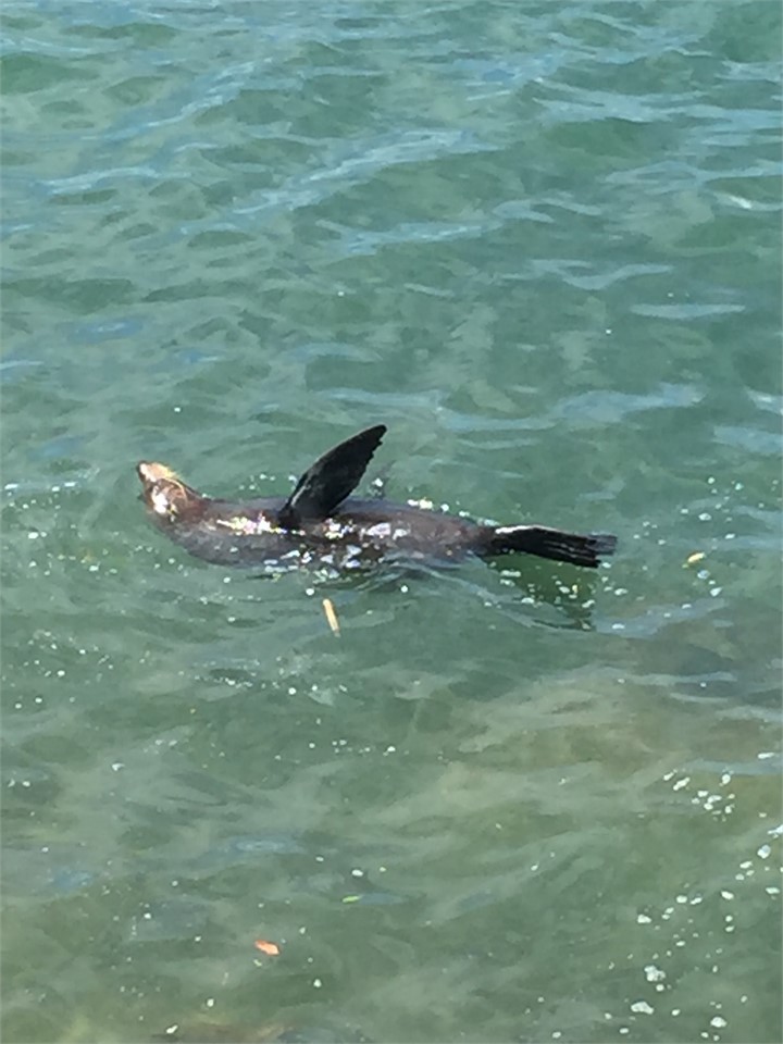 Basking Seal