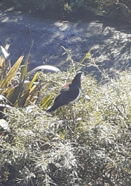 Watch and listen to  the native birds feeding clos