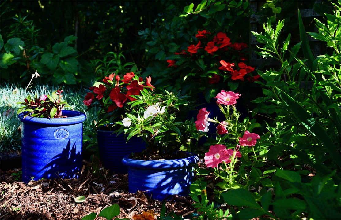 Pretty pots in the cottage garden