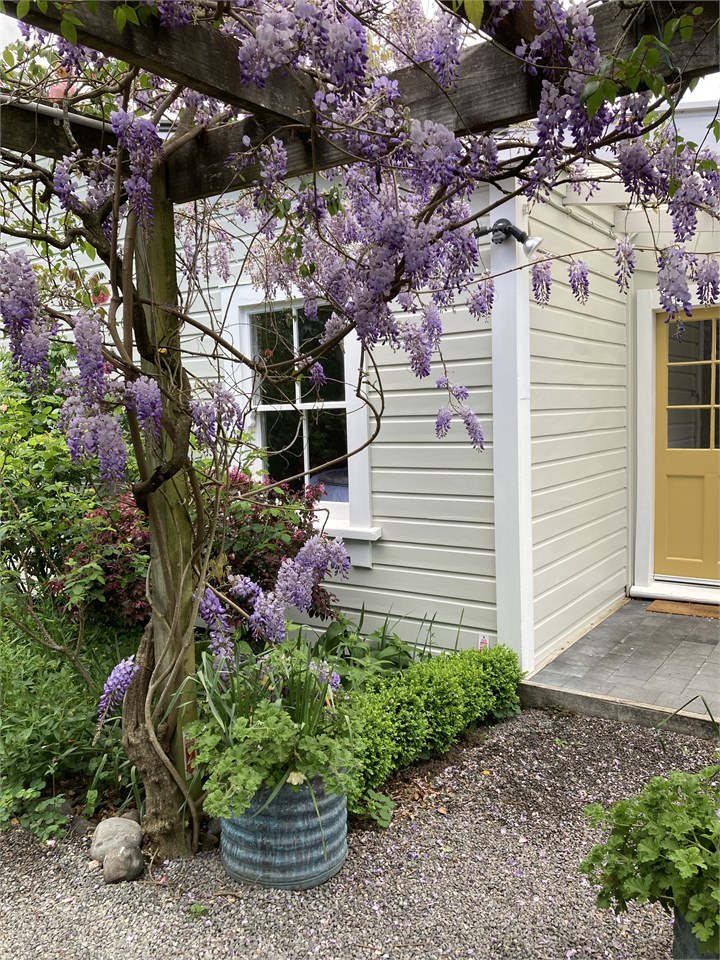 Wisteria In bloom
