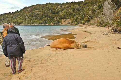 "Blossom" at Sydney Cove