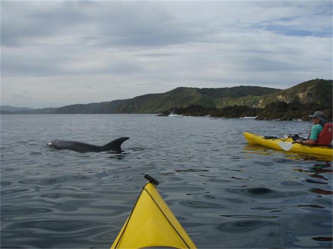 Kayak with the dolphins.