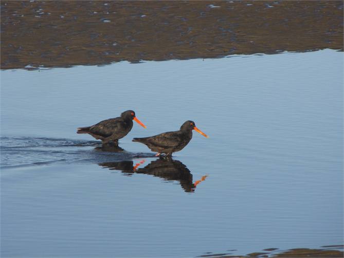 Bird life on the beach