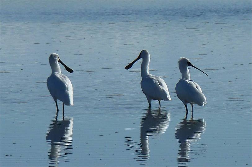 Spoonbills on the Estuary