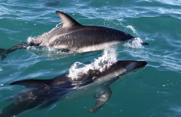 Dusky Dolphins
