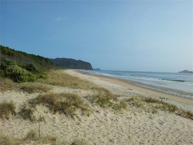 Opoutere Amazing 6 Kilometre Beach All Forest