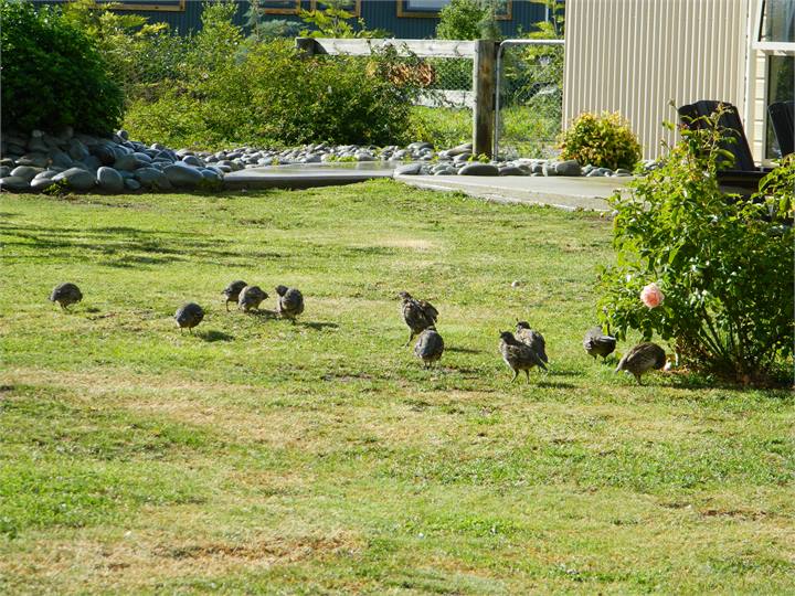 Resident quail families