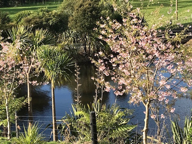 Pond in springtime
