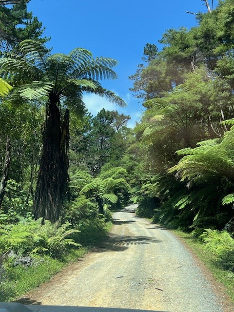 Driveway thru the bush