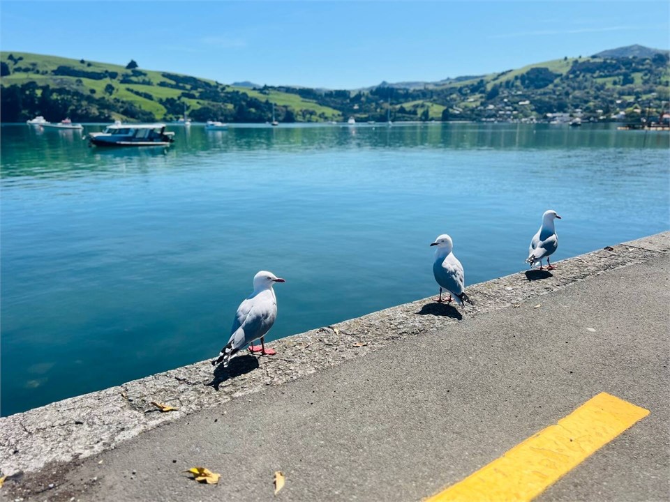 View of seagulls in the area