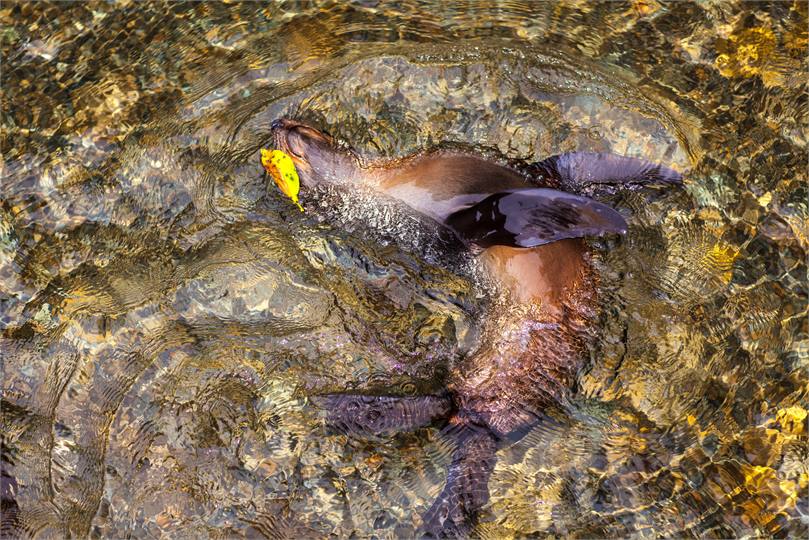 Seal playing