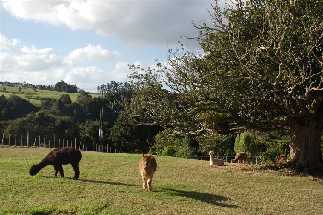Our friendly Alpacas