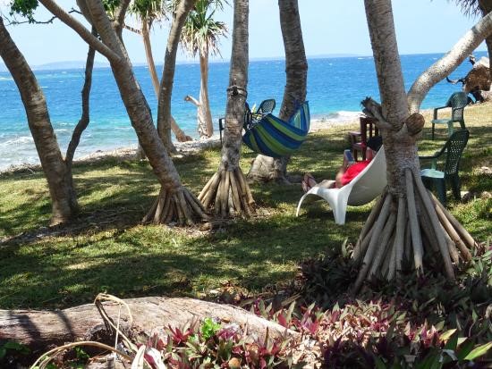 Relax under pandanus tree with a good book