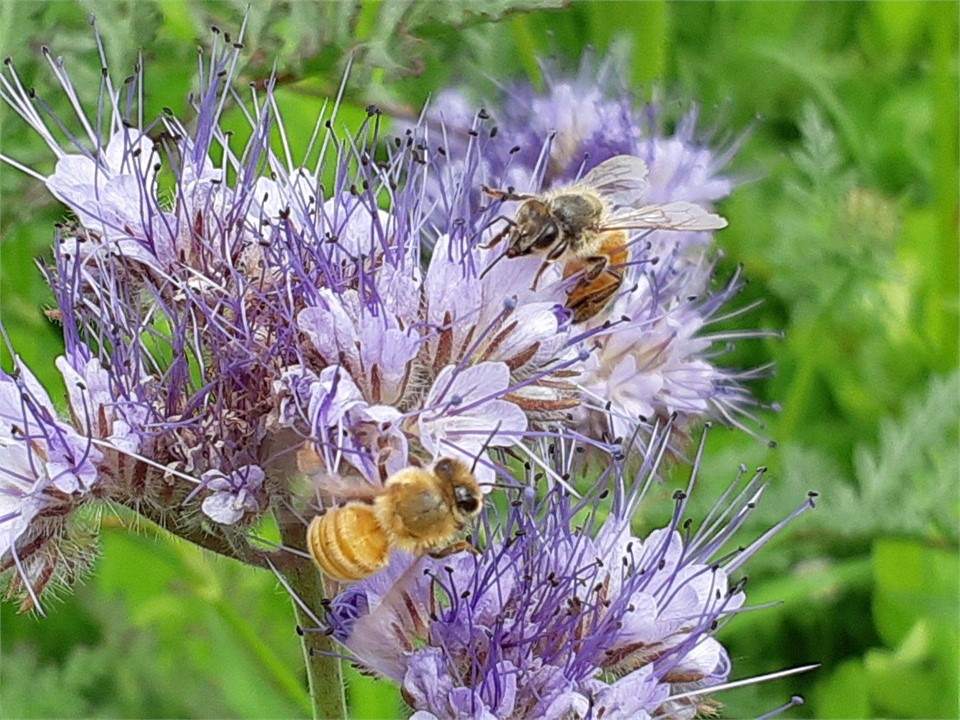 Honey Bees in the meadow