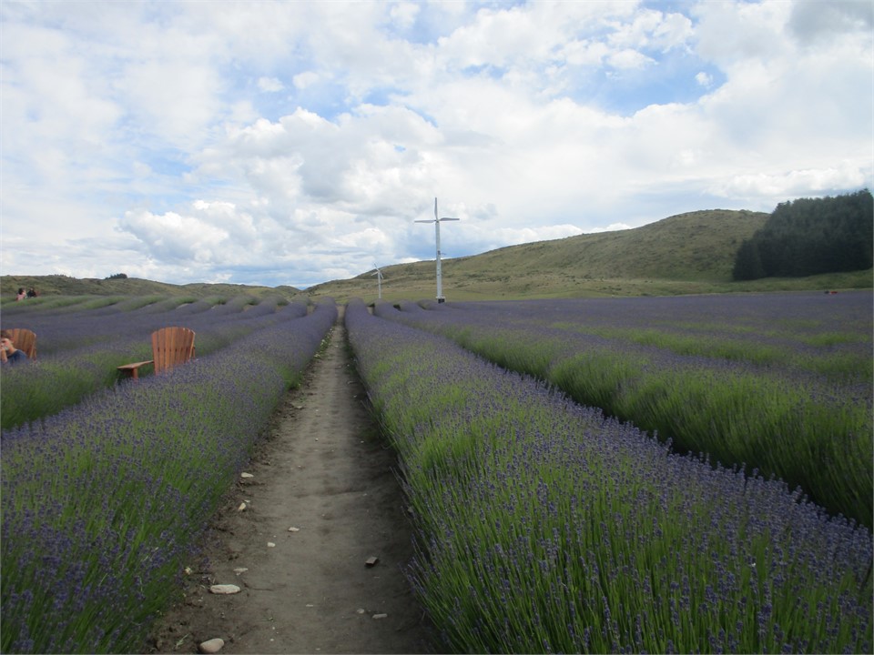 Lavender farm